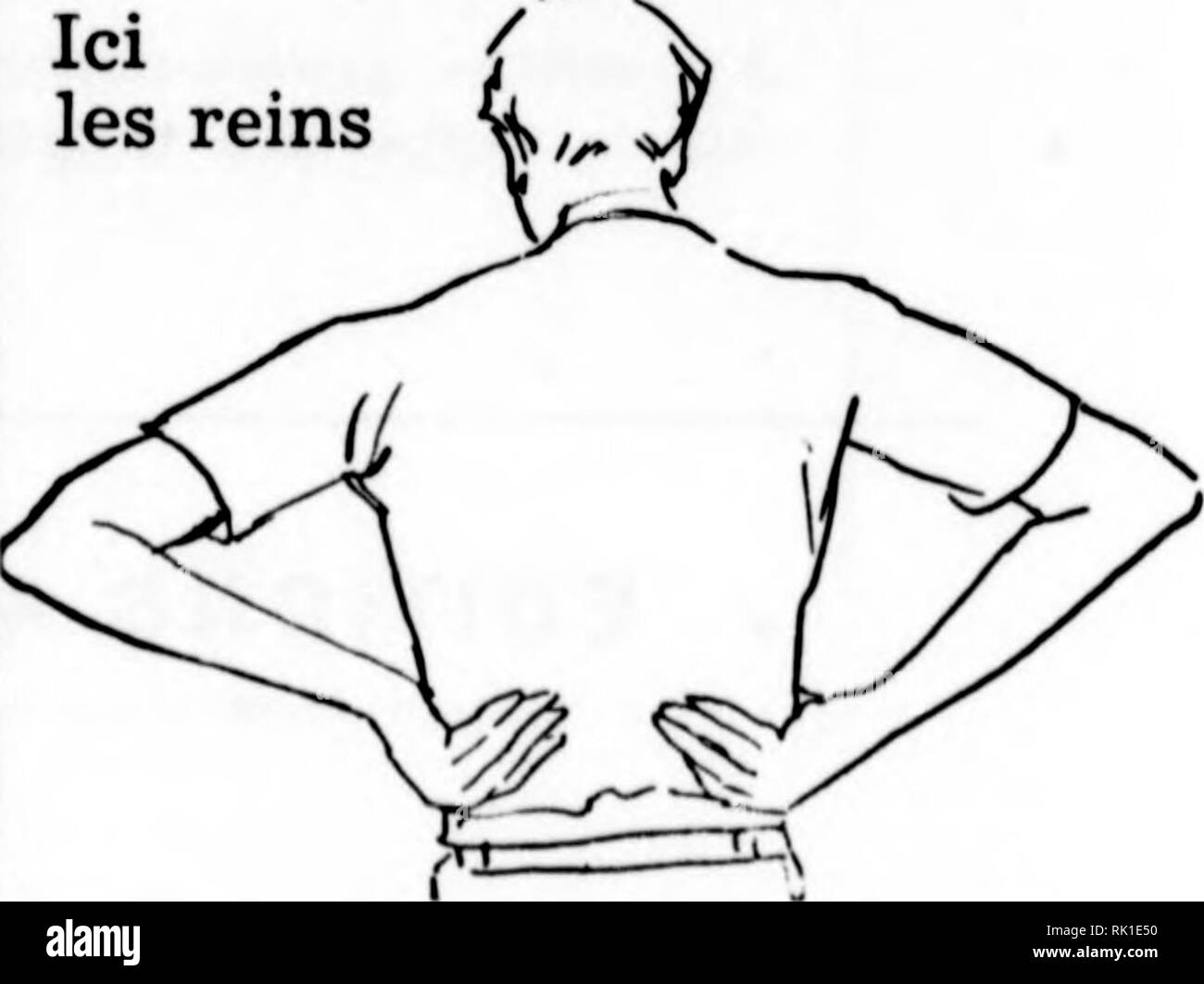 . Arthur et Fritz Kahn Collection 1889-1932. Fritz Kahn, 1888-1968 ; Kahn, Arthur David 1850-1928 ; natural history illustrateurs ; l'histoire naturelle. Ici les rênes. Veuillez noter que ces images sont extraites de la page numérisée des images qui peuvent avoir été retouchées numériquement pour plus de lisibilité - coloration et l'aspect de ces illustrations ne peut pas parfaitement ressembler à l'œuvre originale.. Kahn, Arthur et Fritz. Banque D'Images