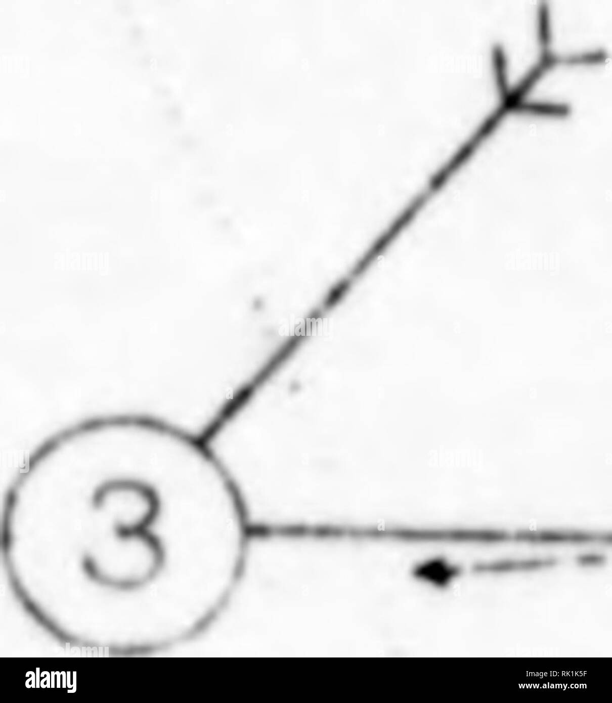 . Arthur et Fritz Kahn Collection 1889-1932. Fritz Kahn, 1888-1968 ; Kahn, Arthur David 1850-1928 ; natural history illustrateurs ; l'histoire naturelle. (2&gt, -". ". Veuillez noter que ces images sont extraites de la page numérisée des images qui peuvent avoir été retouchées numériquement pour plus de lisibilité - coloration et l'aspect de ces illustrations ne peut pas parfaitement ressembler à l'œuvre originale.. Kahn, Arthur et Fritz. Banque D'Images