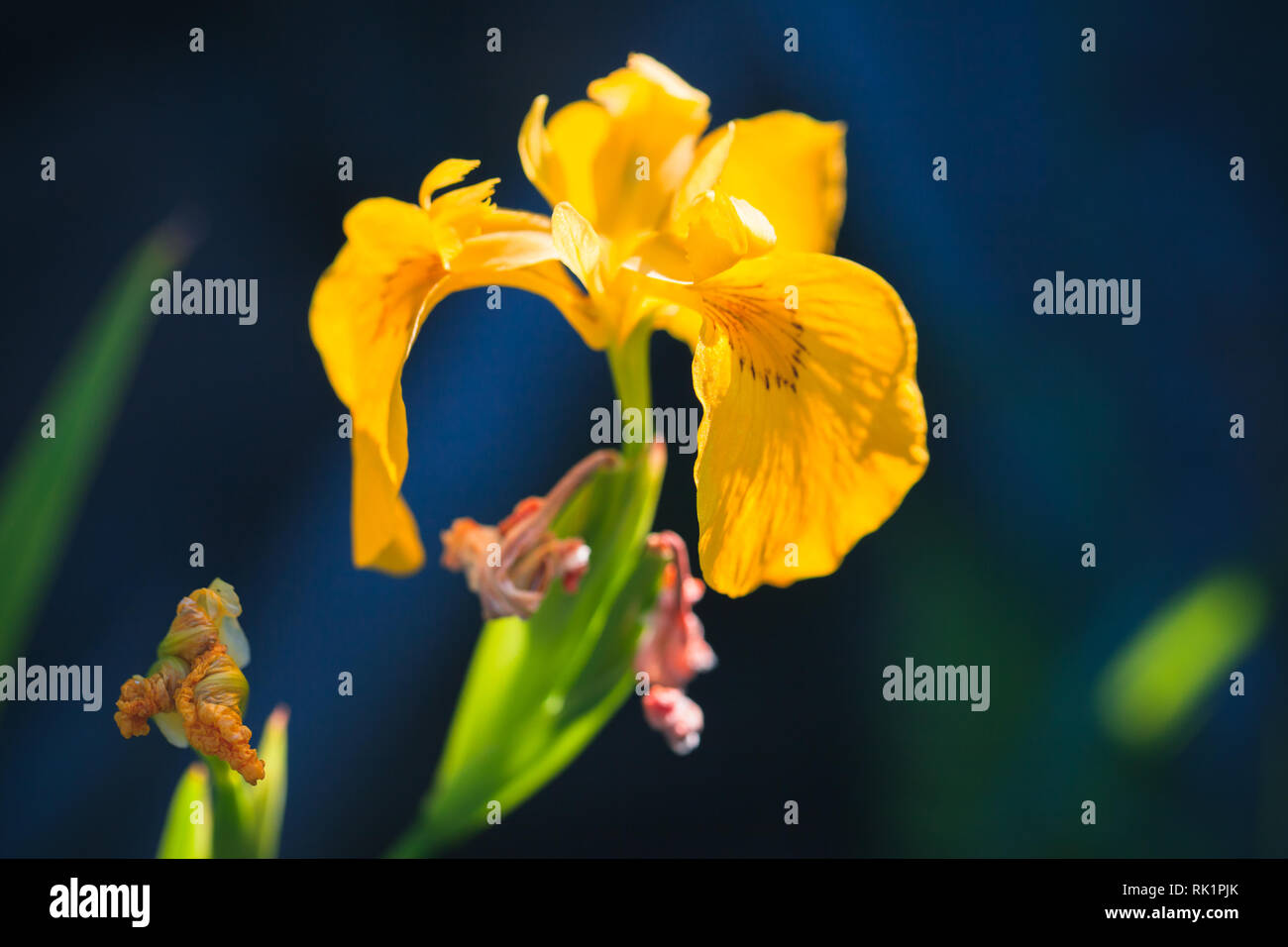 Fleur Iris jaune sur bleu foncé fond flou, macro photo avec soft focus sélectif Banque D'Images