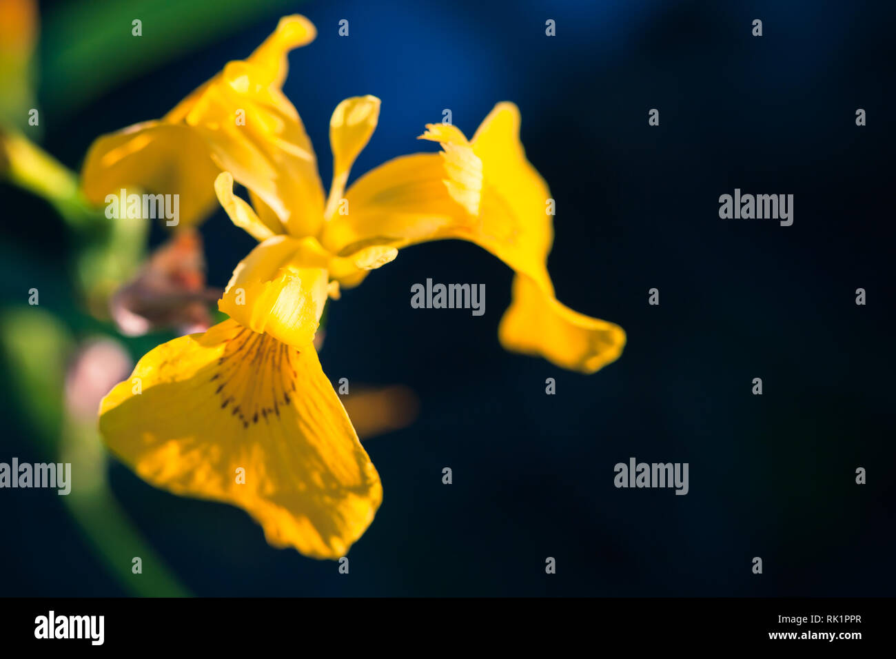 Fleur Iris jaune sur bleu foncé fond flou, macro photo avec selective focus Banque D'Images