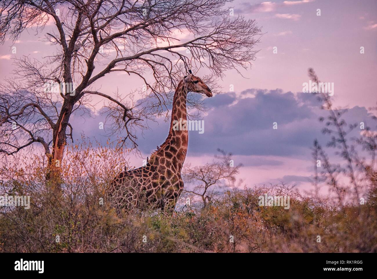 Le dirigeant d'une girafe en Mala Mala Game Reserve, Mpumalanga, Afrique du Sud Banque D'Images