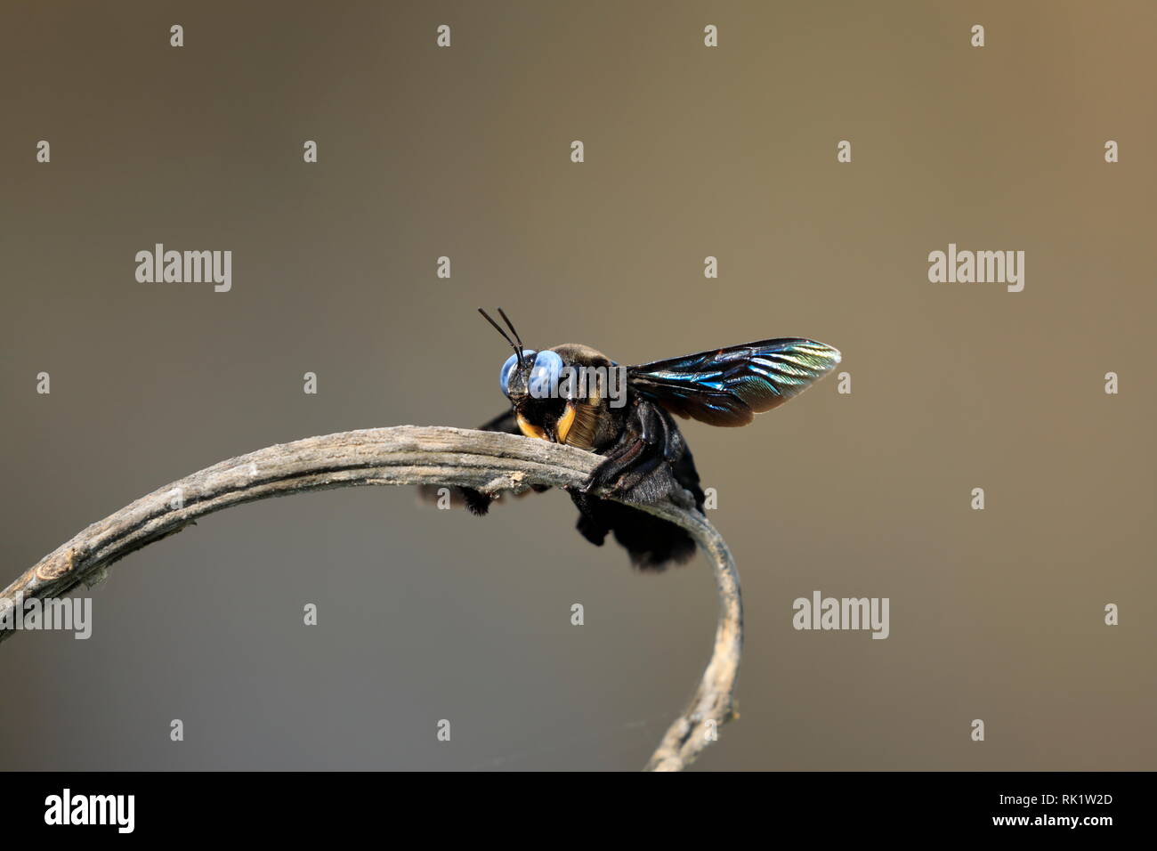 Xylocopa latipes, les régions tropicales de l'abeille charpentière, est une espèce d'abeille charpentière largement dispersés dans toute l'Asie du sud-est. Banque D'Images