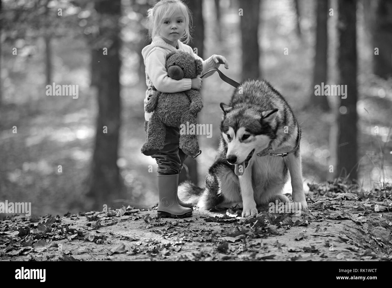 L'activité et le repos actif. Enfant jouer avec Husky et ours sur l'air frais extérieur. Petite fille avec chien en forêt d'automne. Red Riding Hood avec wolf Banque D'Images