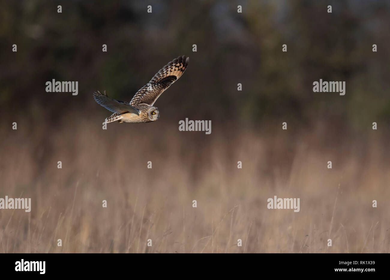 Owl-Asio flammeus Hibou la chasse. L'hiver. Uk Banque D'Images