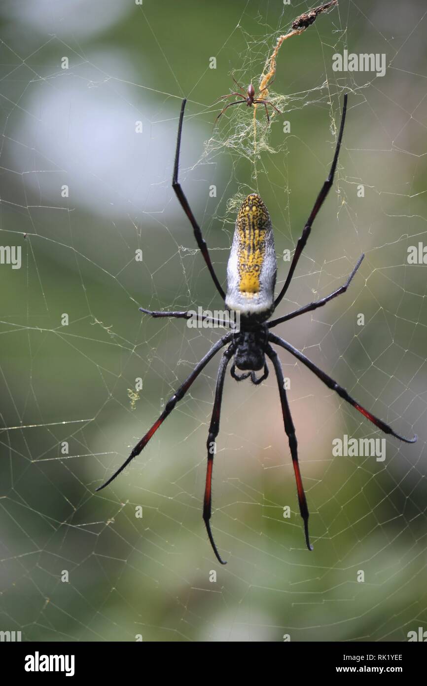 Les hommes et les oiseaux bagués en tailleur Globe Doré-Spider web (Nephila senegalensis) dans un jardin à la plage de Diani, Kenya Banque D'Images