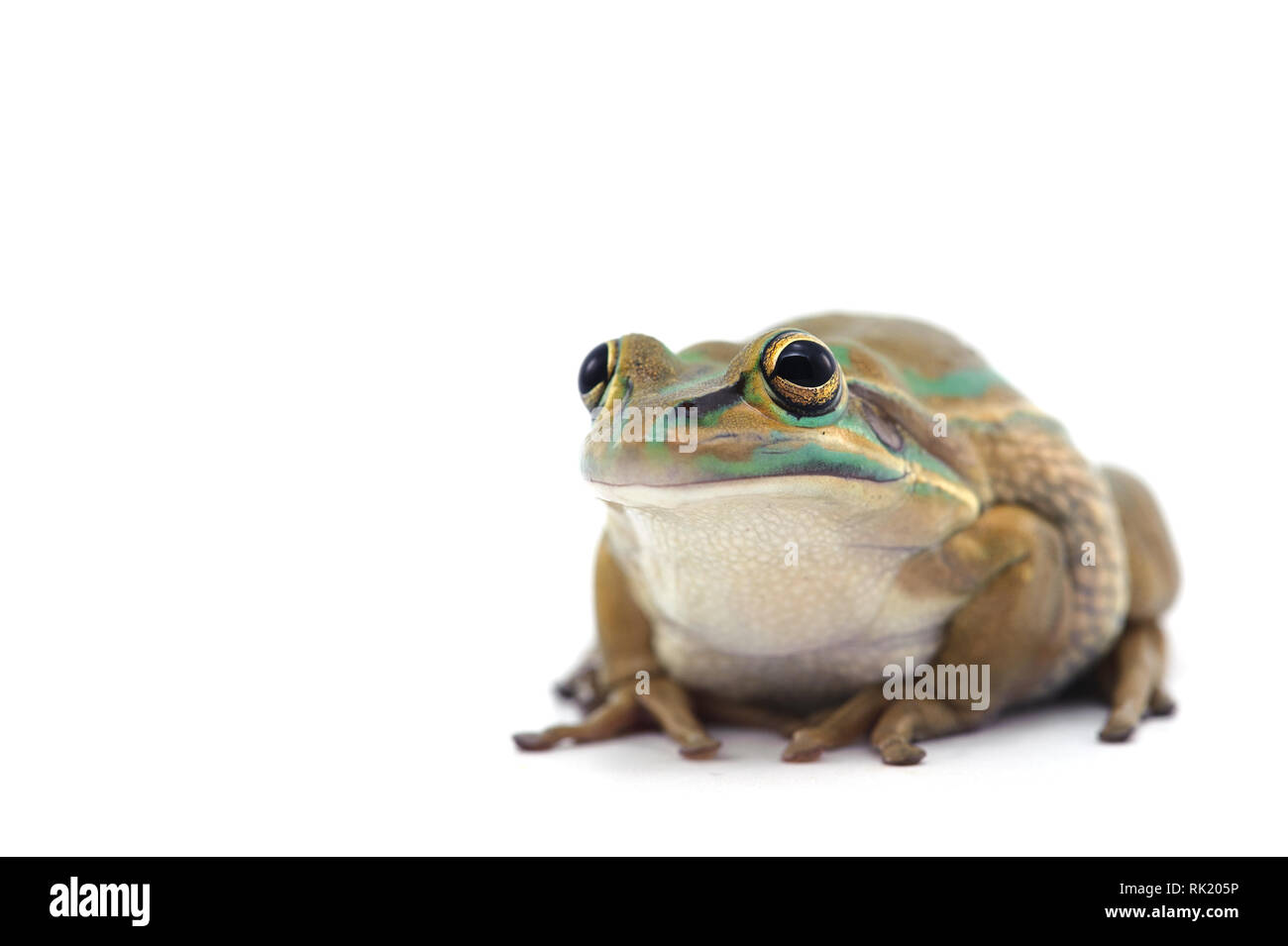Blue Giant flying frog isolé sur fond blanc Banque D'Images