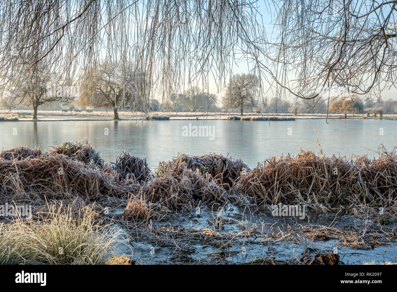 Pond Heron Bushy Park en hiver Hampton London England Banque D'Images