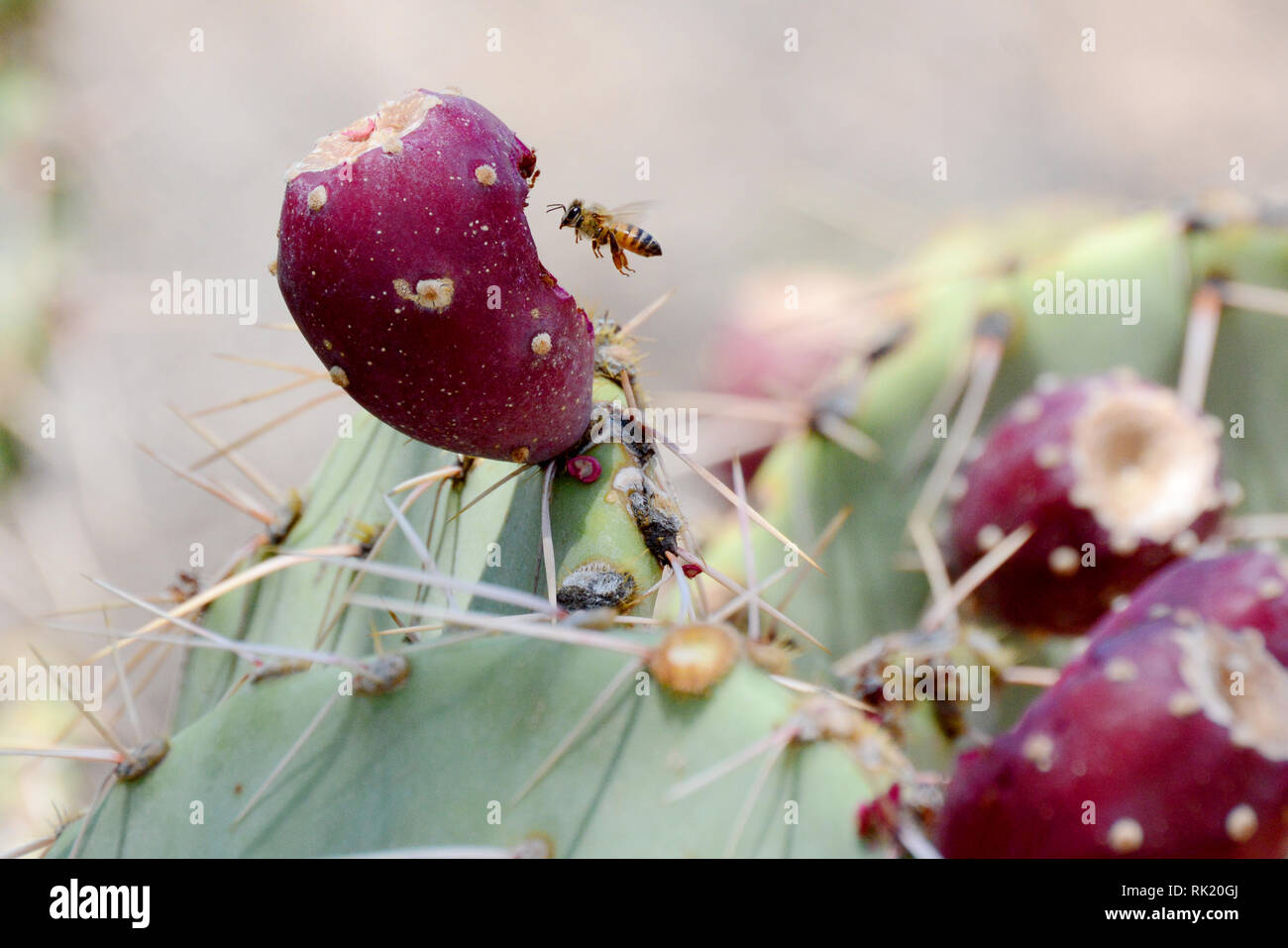 Abeille au fruit de Cactus de Pear de Prickly Banque D'Images