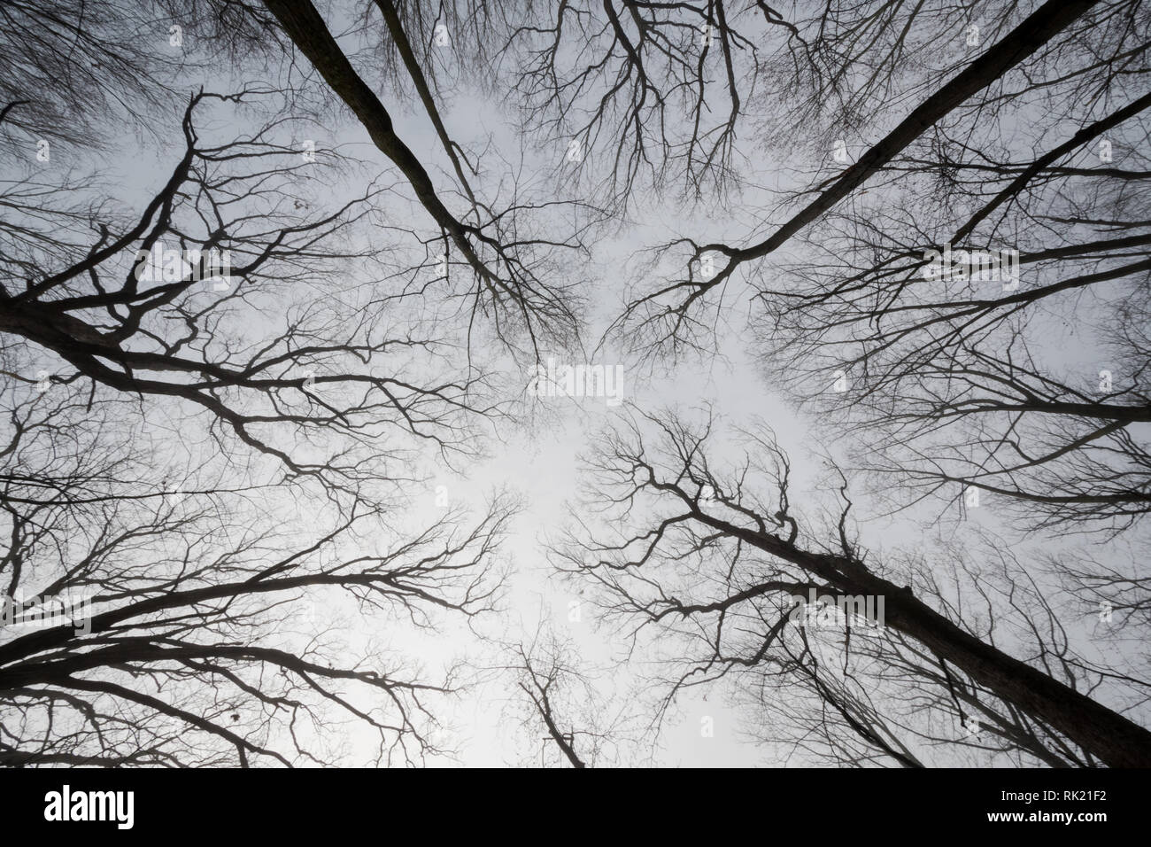 Silhouette de grands arbres à la fin de l'hiver. Pas de feuilles. Banque D'Images