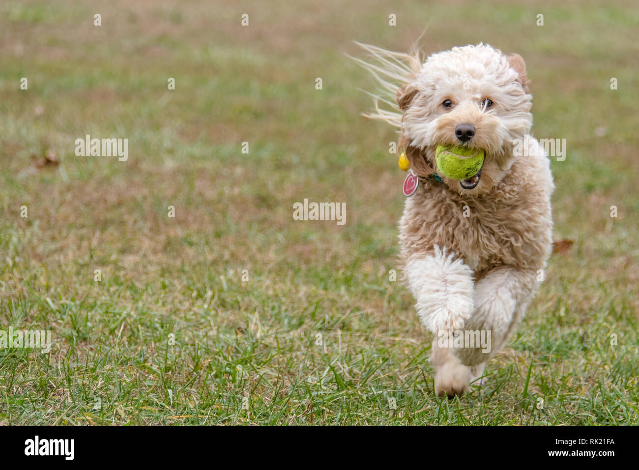 Mini race golden doodle s'exécutant sur le prêt avec une balle de tennis dans la bouche. Banque D'Images