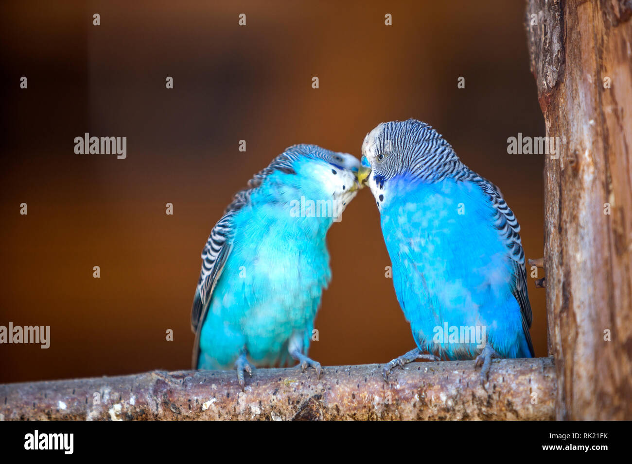 Petits oiseaux perroquets bleu vif assis sur branche d'arbre sur fond d'espace copie brouillée. Garder les animaux de compagnie à la maison concept. Banque D'Images