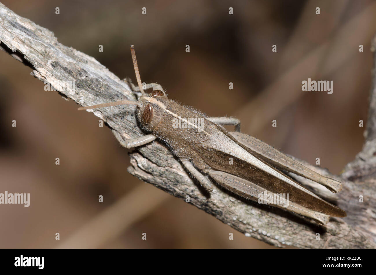 Oiseau espiègle, Schistocerca damnifica sauterelle Banque D'Images