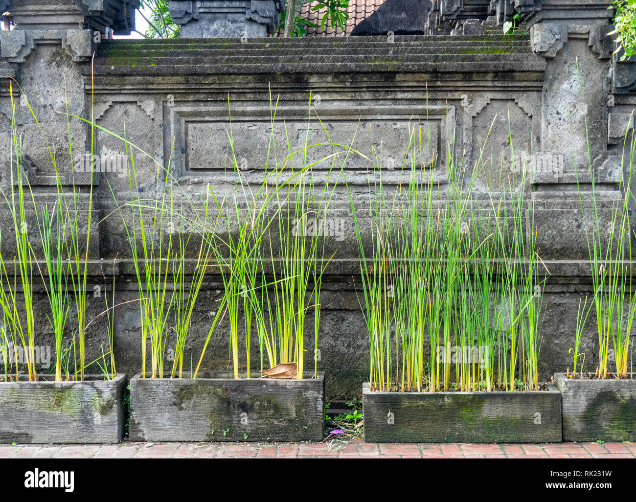 Boîte rectangulaire des plantes en pot à côté d'un temple hindou Pura, Jimbaran, Bali Indonésie. Banque D'Images