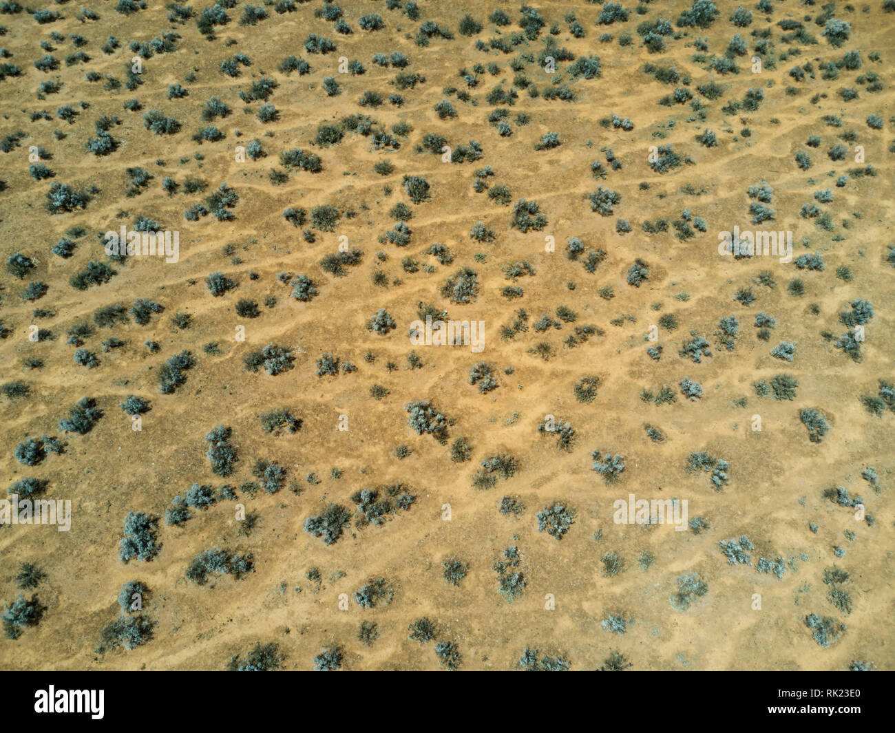 Vue aérienne de nadir mouton pistes à travers les régions arides blue bush pastrol pays Australie du Sud de la péninsule d'Eyre Banque D'Images