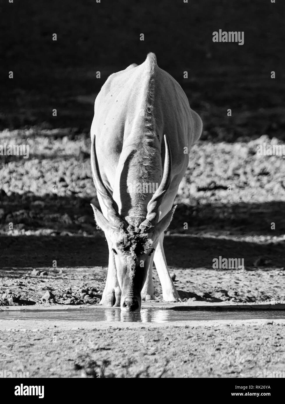 L'éland bull dans le sud de la savane africaine Banque D'Images