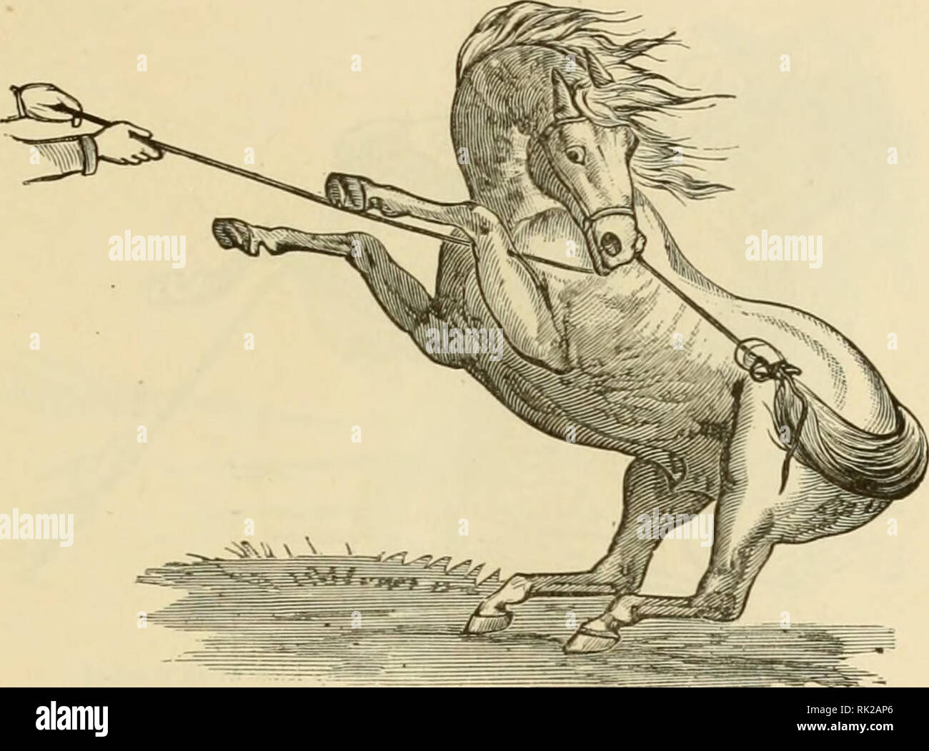 . L'art d'apprivoiser et d'éduquer le cheval : un système qui rend facile et pratique la sujétion des chevaux sauvages et vicieux ...  : La plus simple, la plus humaine et plus efficace dans le monde : avec des détails de la gestion dans la sujétion des représentant plus de quarante chevaux vicieux, et l'histoire de l'expérience personnelle de l'auteur : et les chapitres sur l'alimentation, stabulation, ferrage .... Les chevaux, les chevaux ; Chevaux ; CHR 1887 ; PRO Smith, James Somers, Jr. (donateur). Deuxième méthode. 43 provoquer à l'automne. Le plus uervous et énervement l'objet, plus l'its-ap doit être laissé en premier ; et le plus froid Banque D'Images