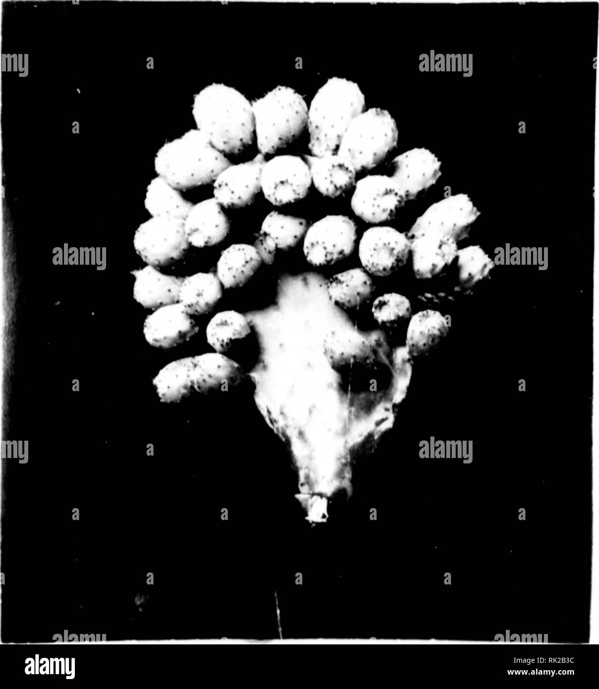 Olz Banque D Image Et Photos Alamy