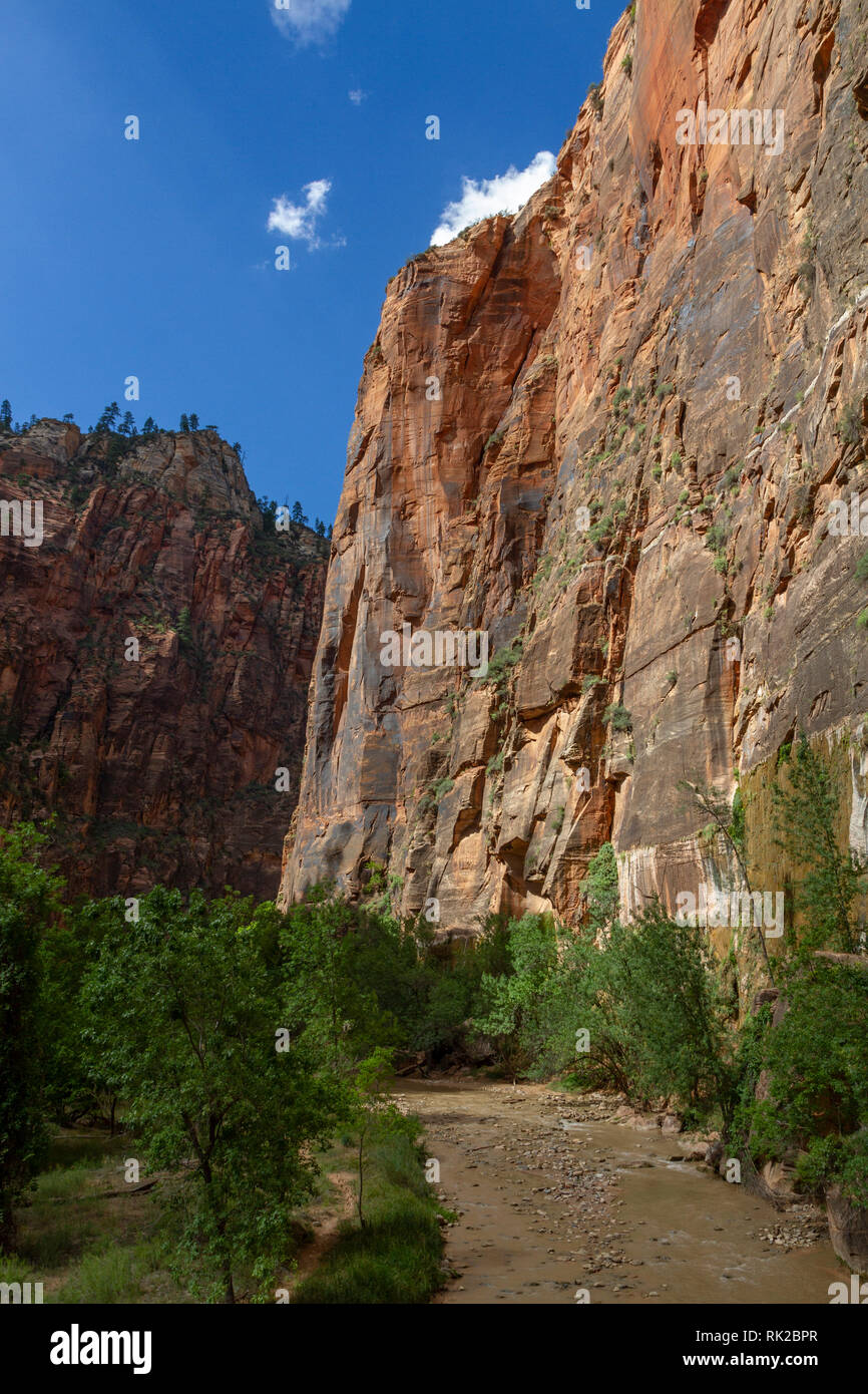 Afficher le long de la Virgin River près de chemin de randonnée, le parc national de Zion, Springdale, Utah, United States. Banque D'Images