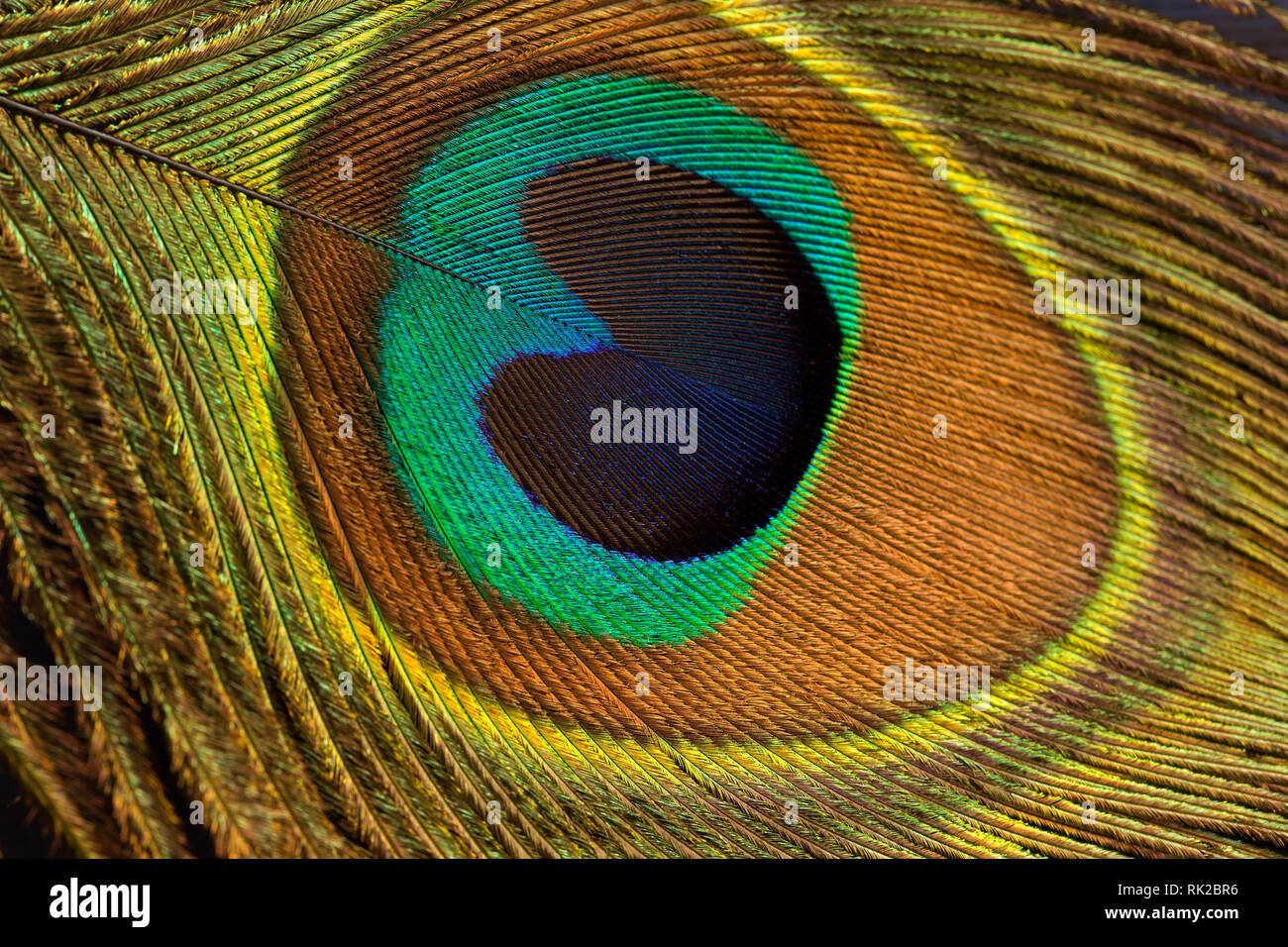 Plume de paon close up Banque D'Images
