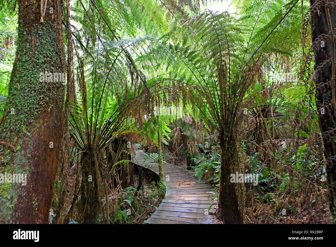 Visiter l'Australie. Le feuillage, forêts et chemins dans certaines forêts tropicales de l'Australie Banque D'Images