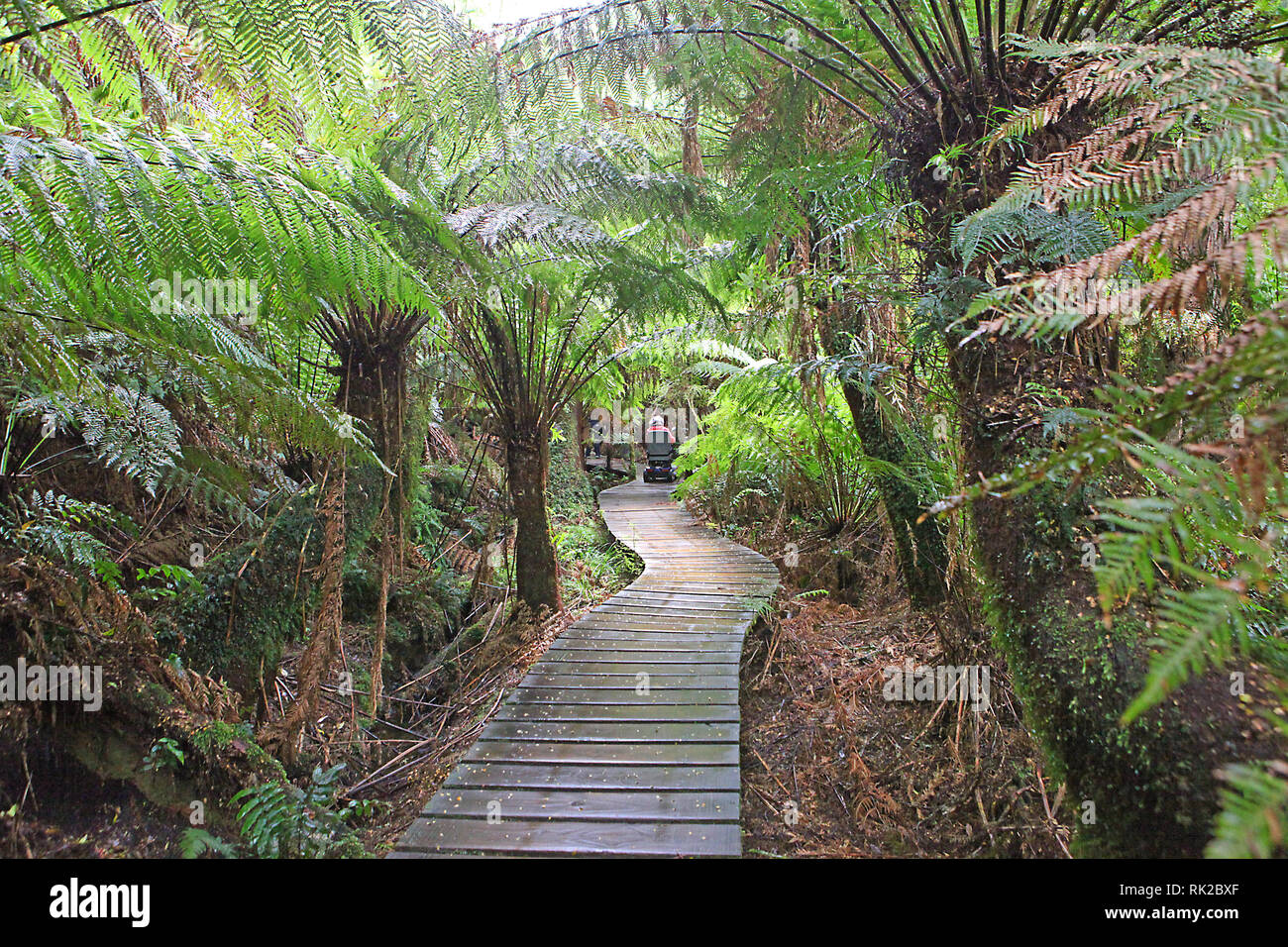 Visiter l'Australie. Le feuillage, forêts et chemins dans certaines forêts tropicales de l'Australie Banque D'Images