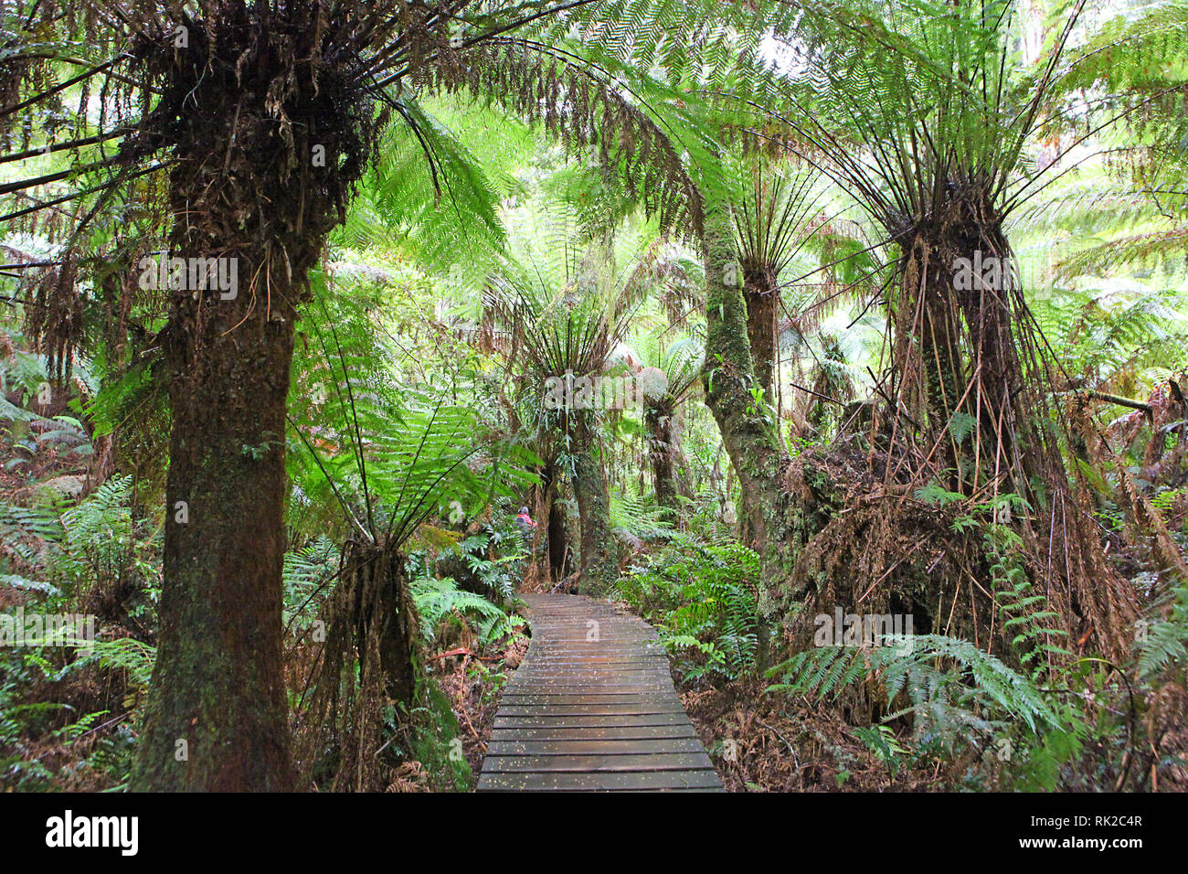 Visiter l'Australie. Le feuillage, forêts et chemins dans certaines forêts tropicales de l'Australie Banque D'Images