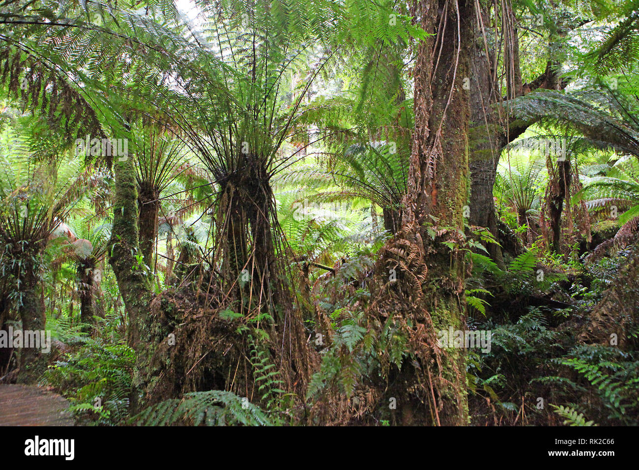 Visiter l'Australie. Le feuillage, forêts et chemins dans certaines forêts tropicales de l'Australie Banque D'Images