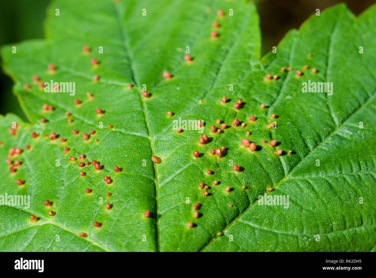 Des galles sur feuilles Sycamore Banque D'Images