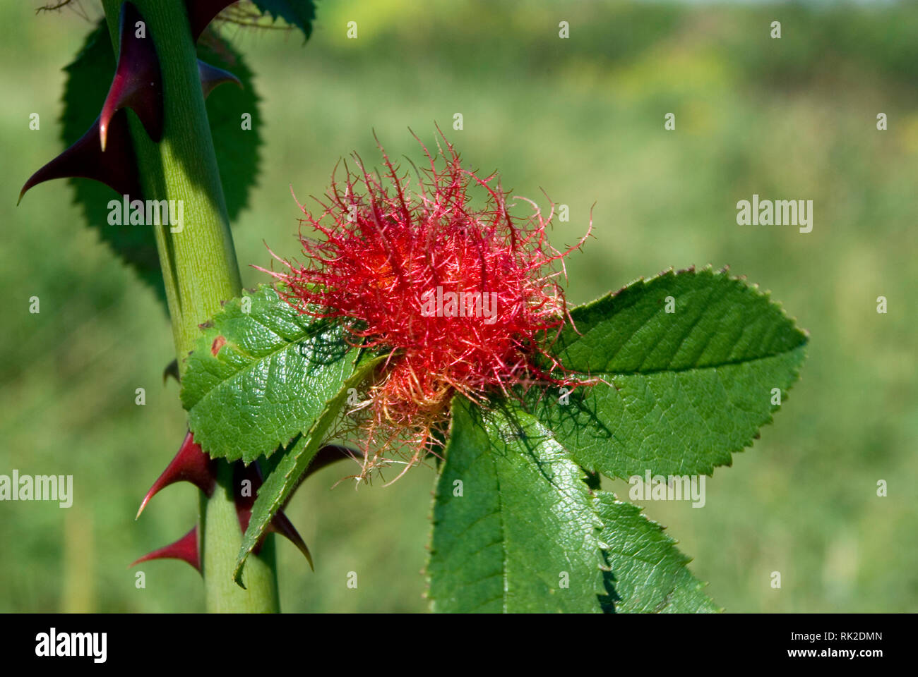 Robin's Pincushion Gall Banque D'Images