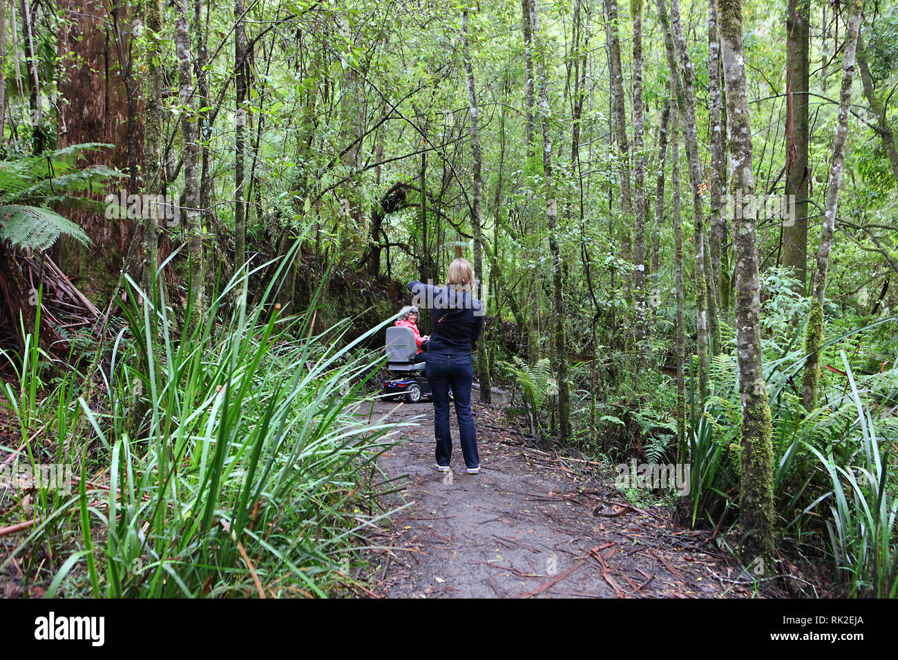 Visiter l'Australie. Le long de la Great Ocean Road. Les voies de la forêt et le grand Parc National d'Otway. Banque D'Images