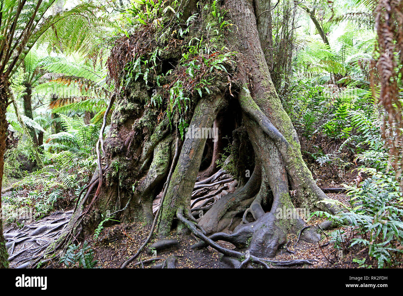 Visiter l'Australie. Le long de la Great Ocean Road. Les voies de la forêt et le grand Parc National d'Otway. Banque D'Images