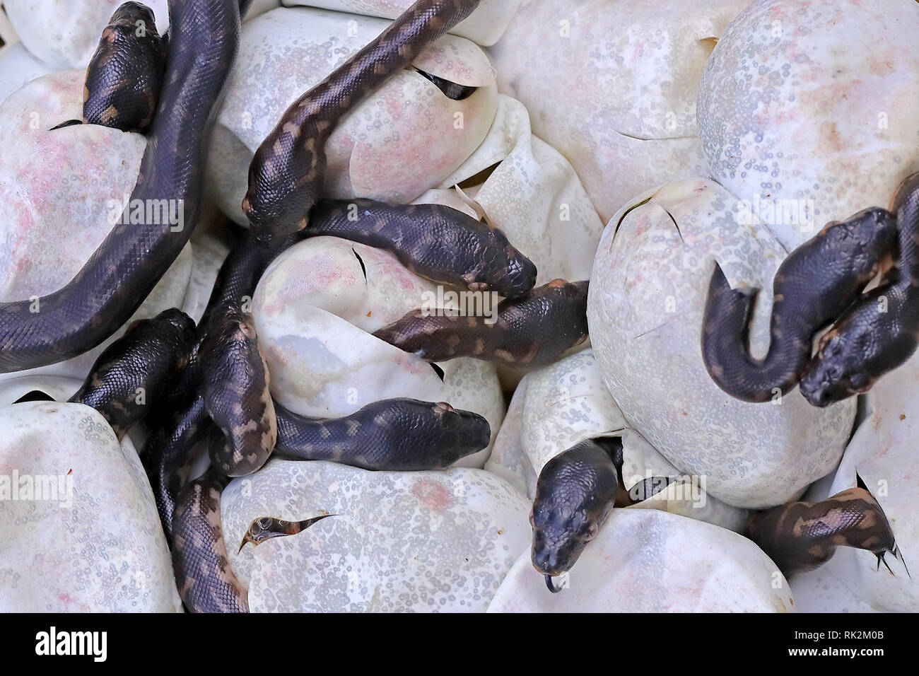 L'éclosion de pythons Diamants Banque D'Images