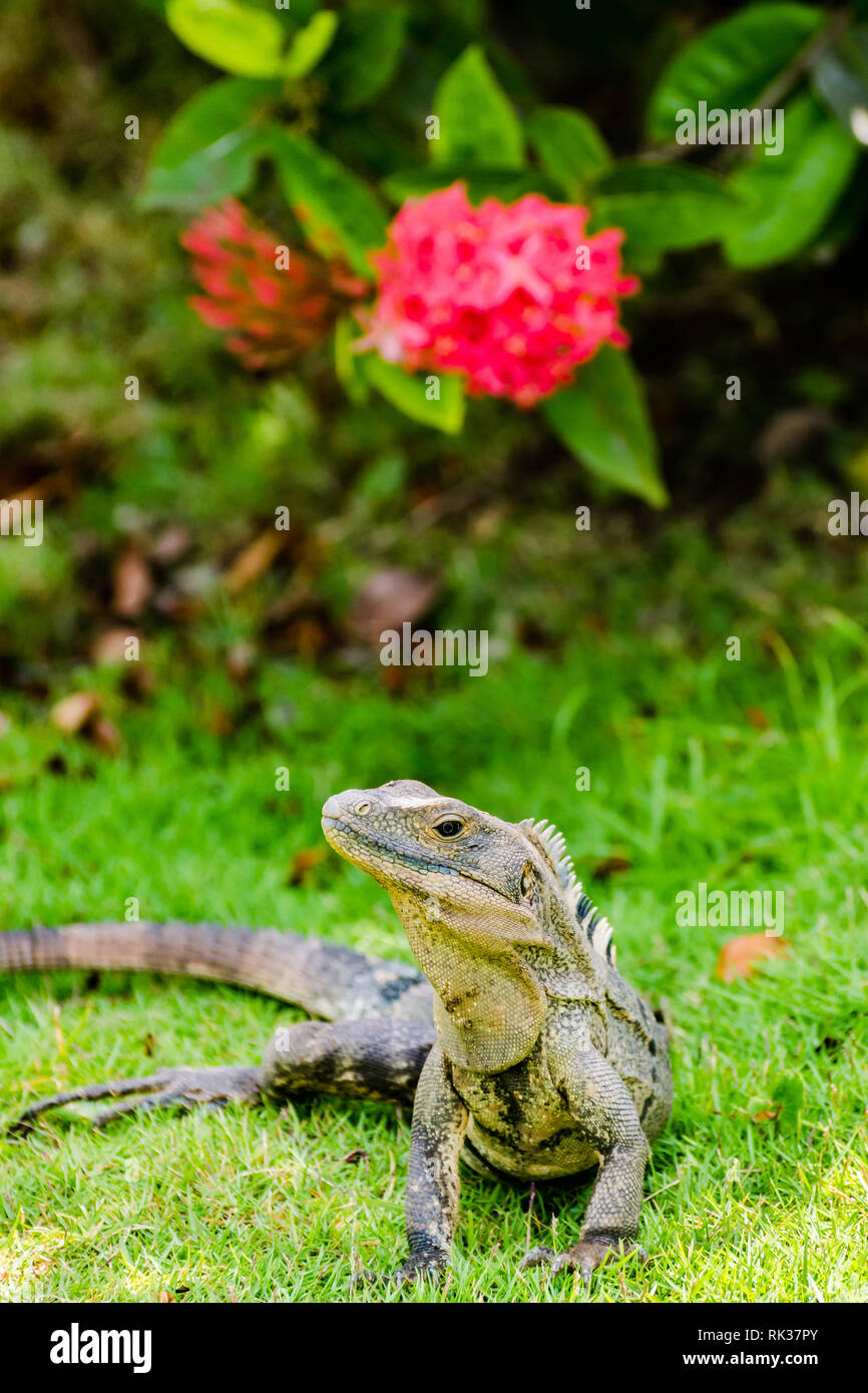 Spiny Tailed Iguana (Ctenosaura similis) Banque D'Images
