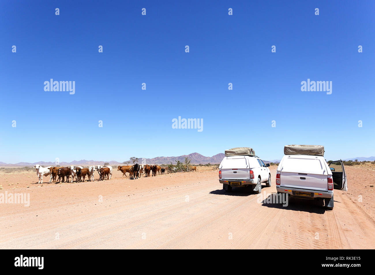 Voitures 4X4 sur la route de poussière pour les bovins en attente de traverser, en Namibie Banque D'Images