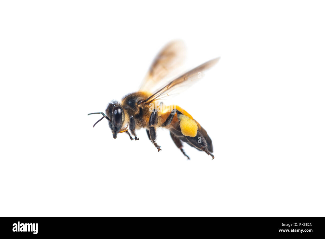 Un gros plan du flying bee isolé sur fond blanc Banque D'Images