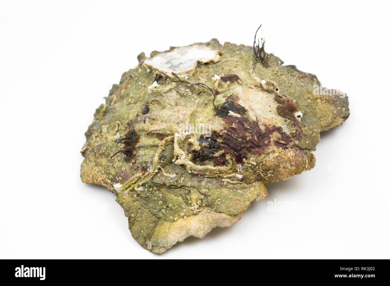 Un Européen en direct, télévision, ou des autochtones, de l'huître Ostrea edulis trouvés échoués dans la zone intertidale de Portland Harbor Dorset. Il y a des populations encore Banque D'Images