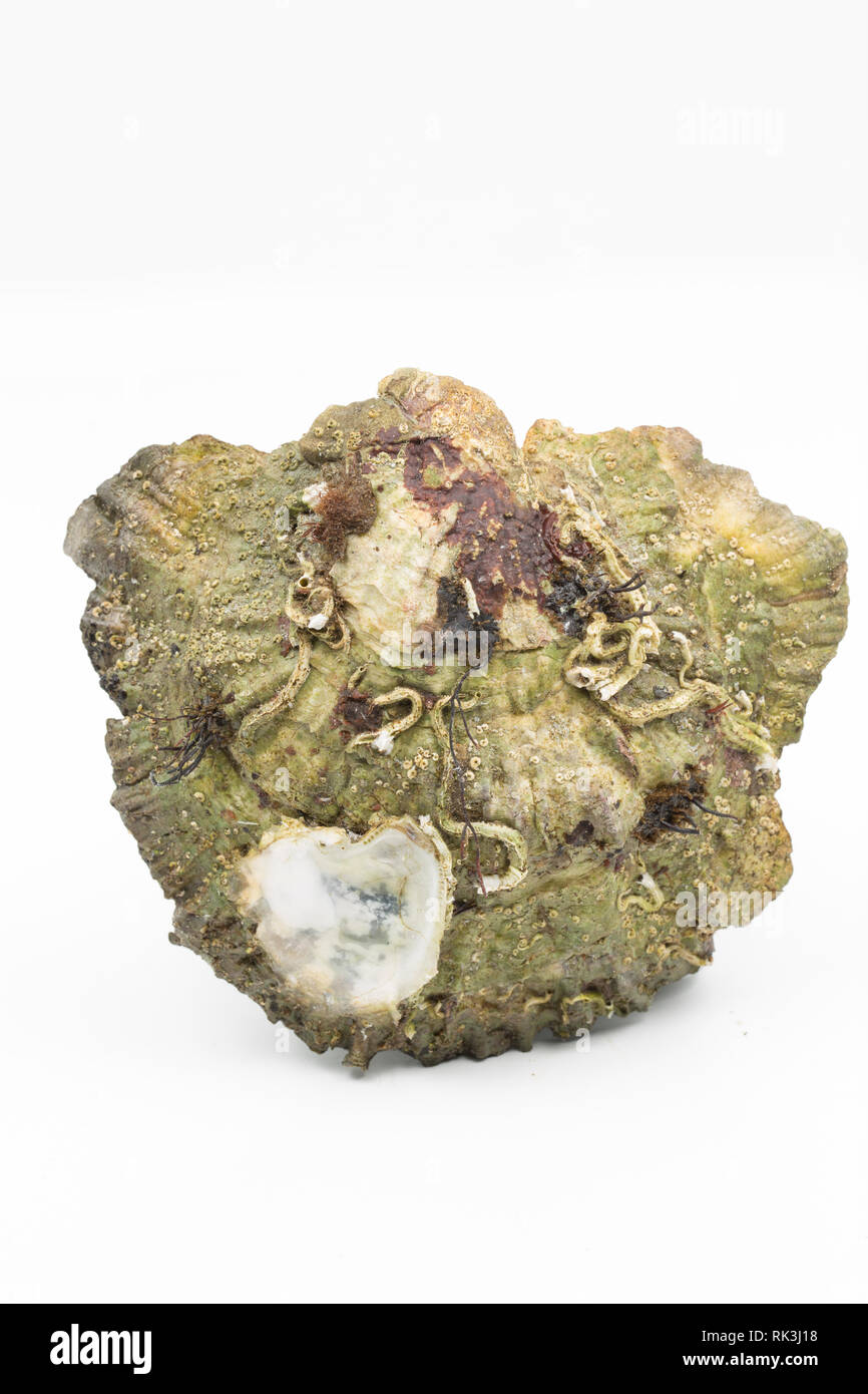 Un Européen en direct, télévision, ou des autochtones, de l'huître Ostrea edulis trouvés échoués dans la zone intertidale de Portland Harbor Dorset. Il y a des populations encore Banque D'Images