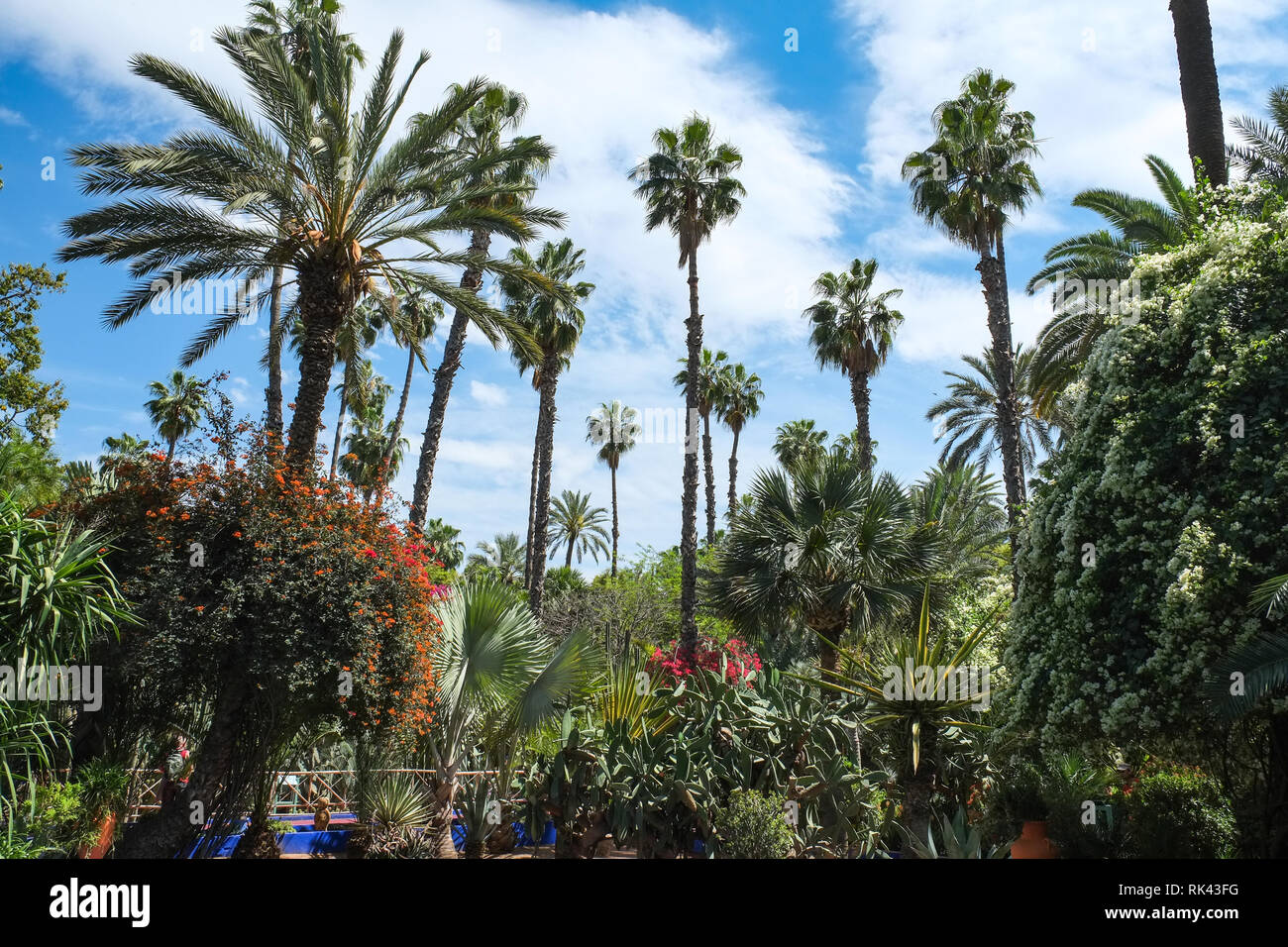 Jardin Majorelle, jardin botanique à Marrakech, Maroc Banque D'Images