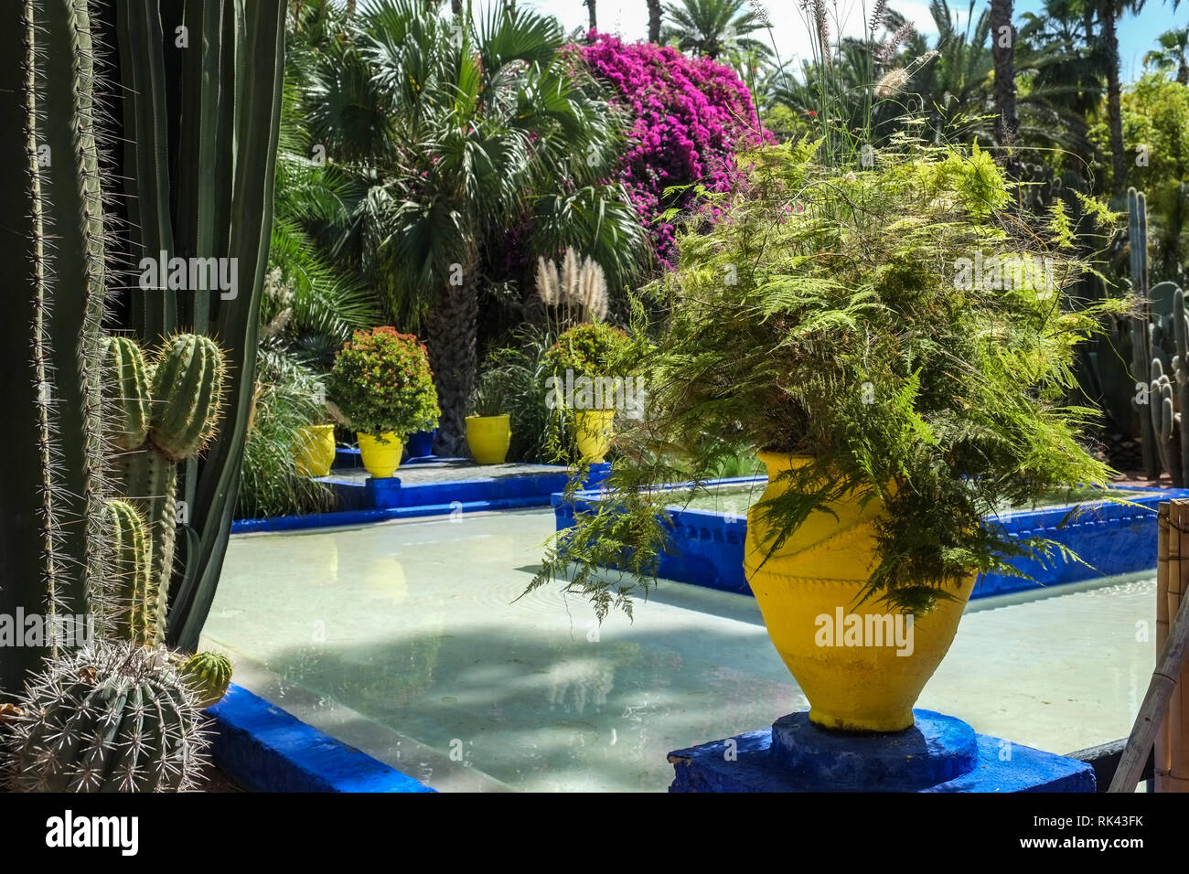 Jardin Majorelle, jardin botanique à Marrakech, Maroc Banque D'Images