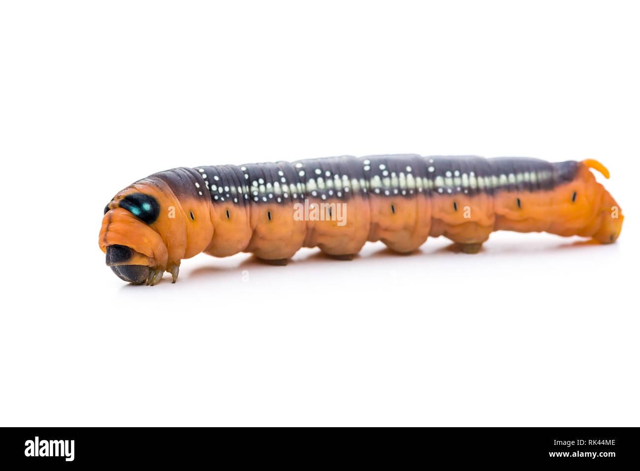 Juste avant de se nymphoser Caterpillar. Daphnis nerii ou hawk-moth oleander Banque D'Images