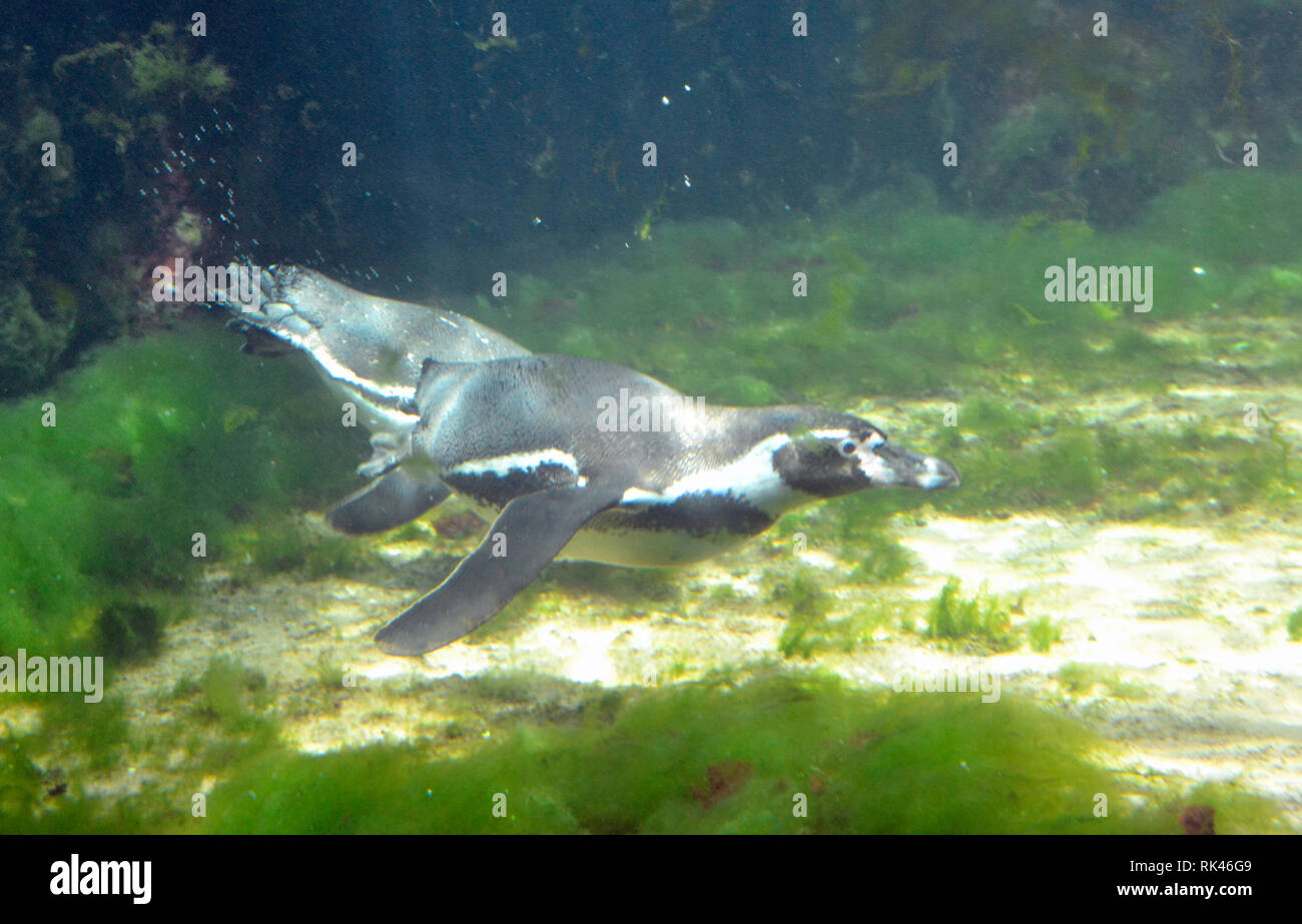 Un manchot de Humboldt nager à Bournemouth Oceanarium, un aquarium public, sur la promenade du front de mer, Bournemouth, England, UK Banque D'Images