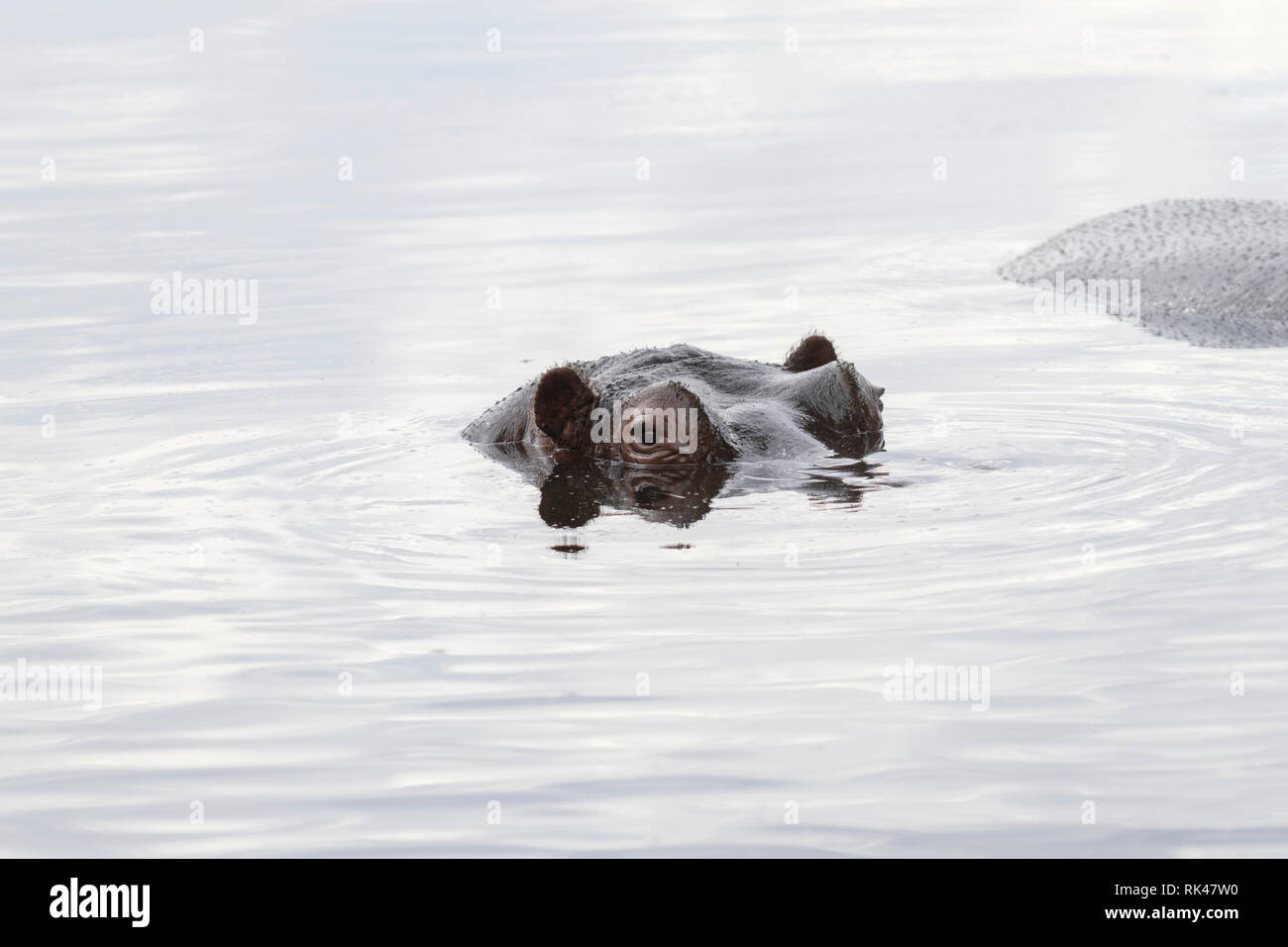 Hippopotame immergé à la Werribee Open Range Zoo. Banque D'Images