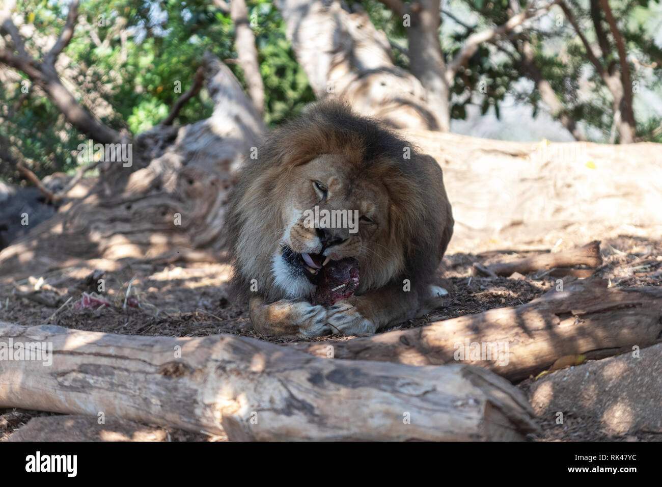 Un homme lion, Panthera leo, avec ses repas à la Werribee Open Range Zoo. Banque D'Images