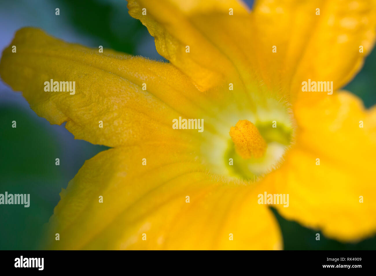 Gros plan de la fleur mâle d'une usine de citrouille Banque D'Images