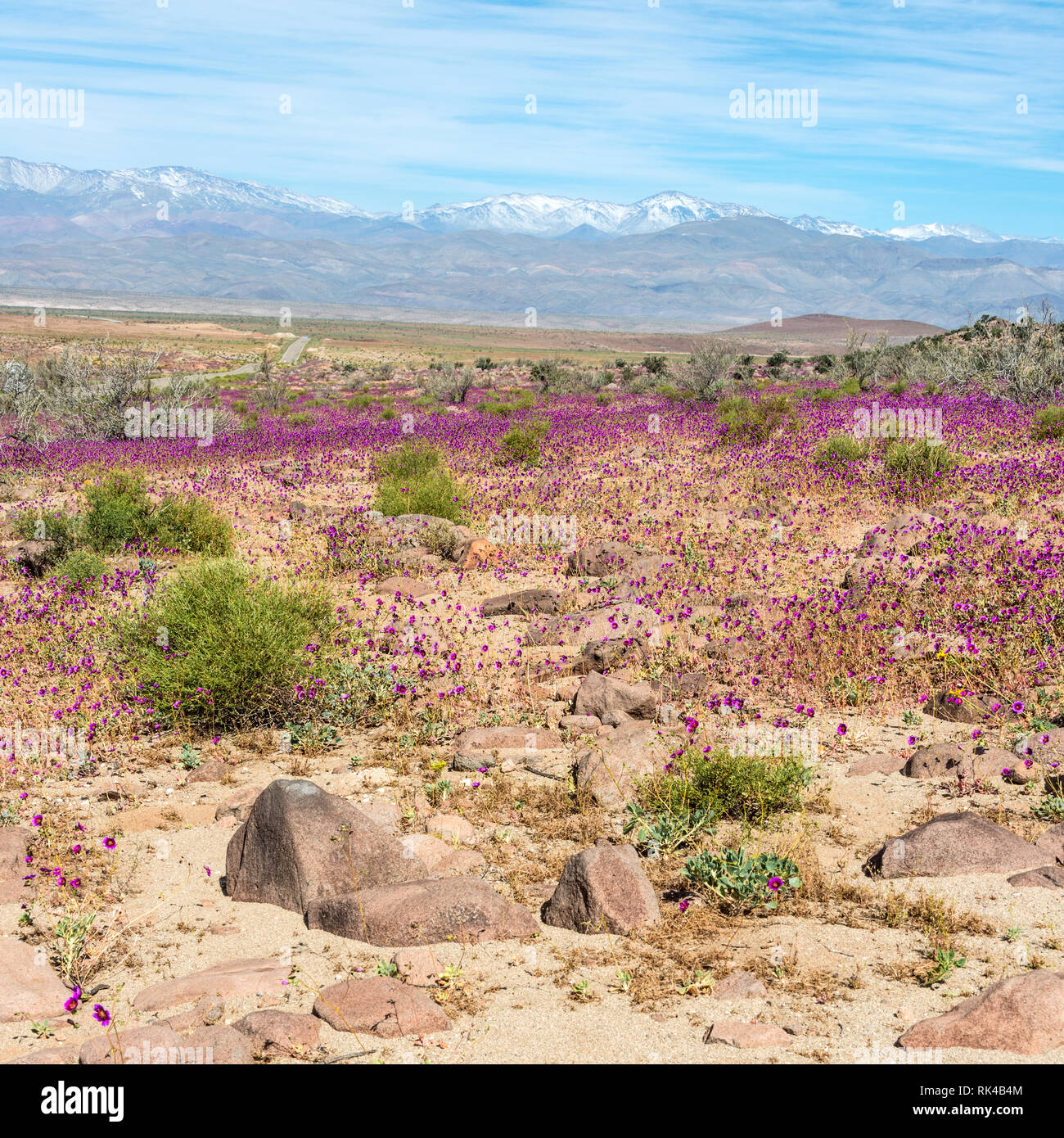 La floraison du désert (Espagnol : desierto florido) dans l'Atacama chilien. L'événement est lié à l'El Niño Banque D'Images