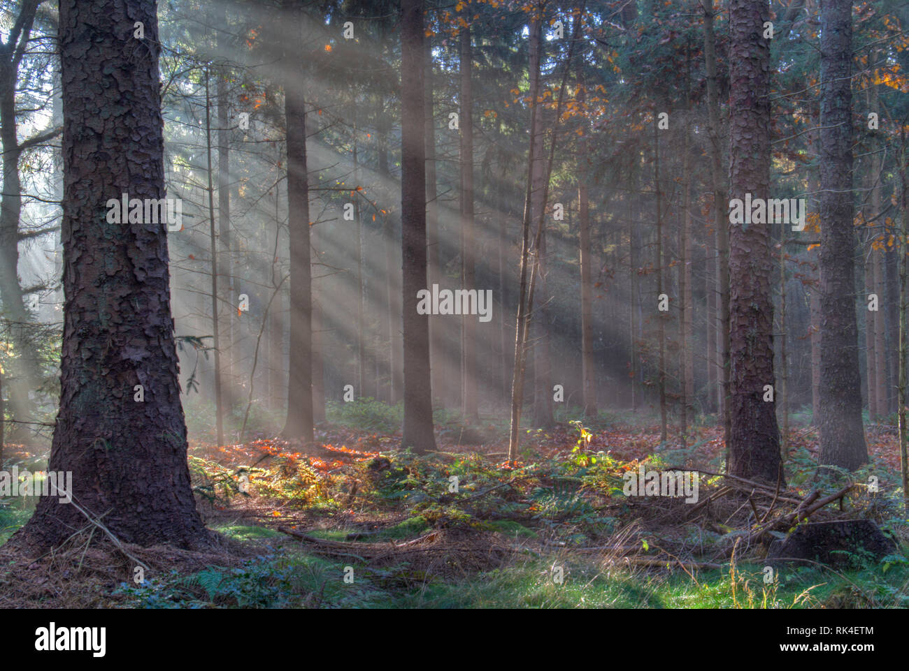 Du soleil dans une forêt de pins à l'automne Banque D'Images