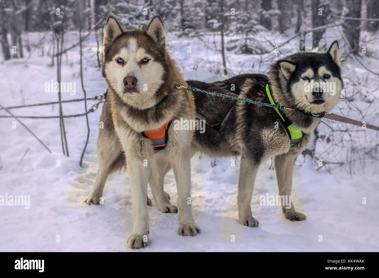 Les courses de chiens de traîneau neige hiver Alaskan Malamute race concurrence Banque D'Images