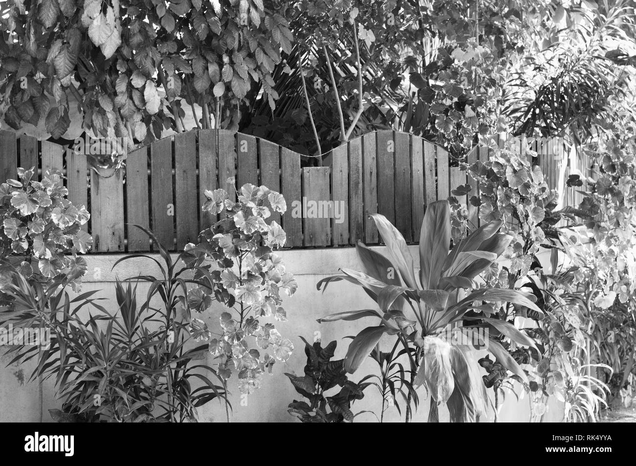 Clôture en bois dans la forêt tropicale (Ari Atoll, Maldives) Banque D'Images