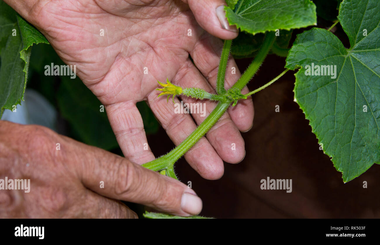 Un petit concombre avec une fleur dans les mains d'un agriculteur âgé. Le concept de soins et de soutien Banque D'Images
