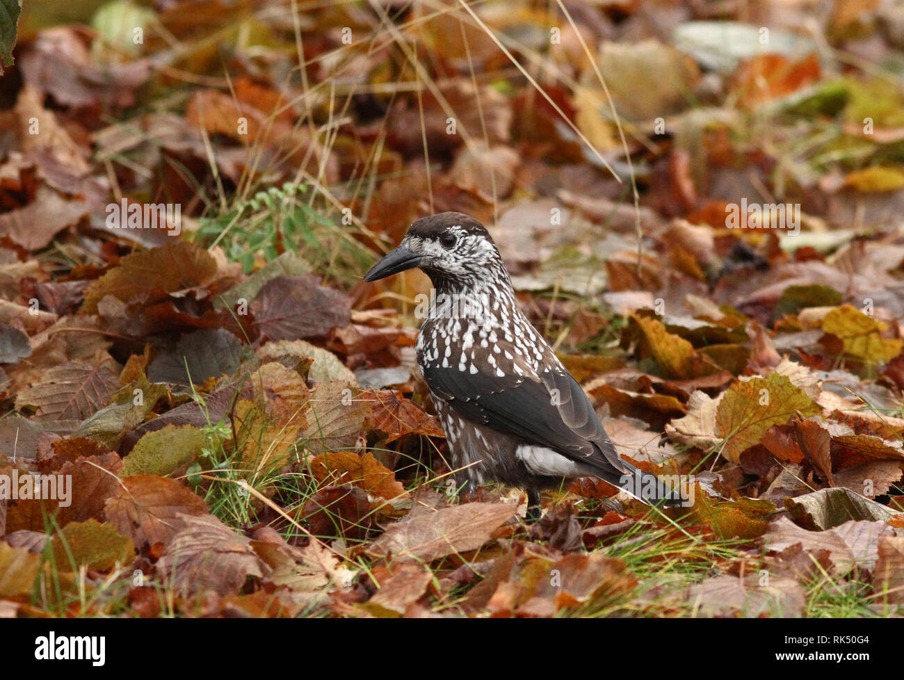 Casse-noisette, casse-noisette tacheté, casse-noisette eurasien sur terre avec feuilles d'automne, collecte de noix Banque D'Images